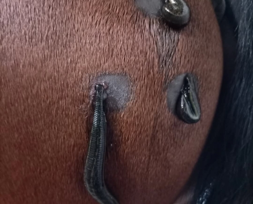 Blutegeltherapie beim Pferd