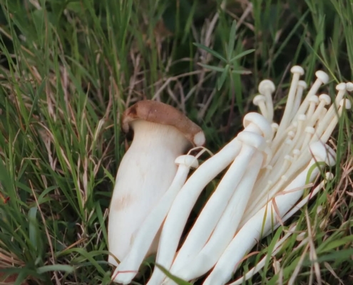 Pilze für tierheilbehandlung