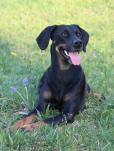 Hier ist ein Hund zu sehen